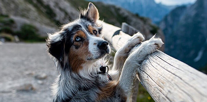 faire une randonnee en montagne avec son chien