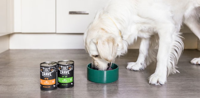 les bienfaits de la nourriture humide pour votre chien