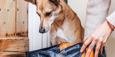 alimentation pour chien riche en proteines